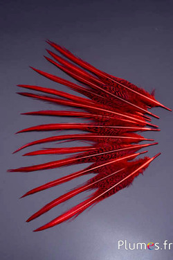 Faisan doré queue - 15-20 cm - rouge-carmin